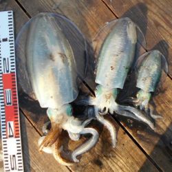 こかわ渡船　雅丸 釣果