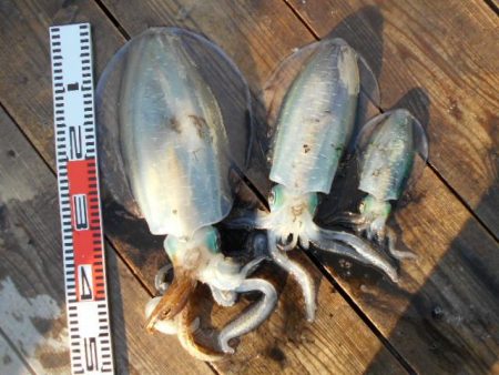 こかわ渡船　雅丸 釣果