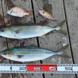 こかわ渡船　雅丸 釣果