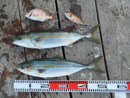 こかわ渡船　雅丸 釣果