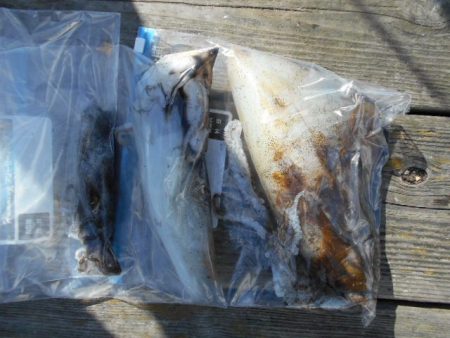 こかわ渡船　雅丸 釣果