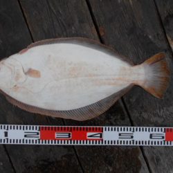 こかわ渡船　雅丸 釣果