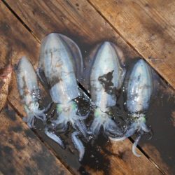 こかわ渡船　雅丸 釣果