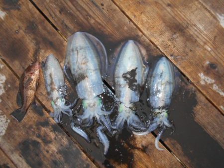 こかわ渡船　雅丸 釣果