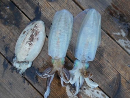 こかわ渡船　雅丸 釣果