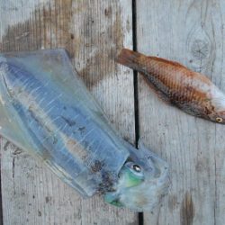 こかわ渡船　雅丸 釣果