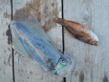 こかわ渡船　雅丸 釣果