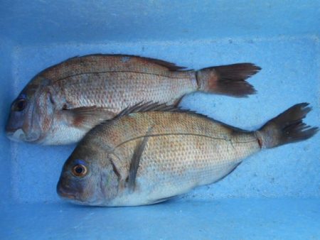 こかわ渡船　雅丸 釣果