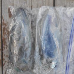 こかわ渡船　雅丸 釣果