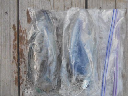 こかわ渡船　雅丸 釣果