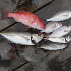 こかわ渡船　雅丸 釣果