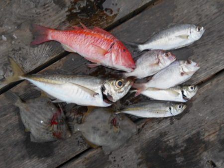 こかわ渡船　雅丸 釣果