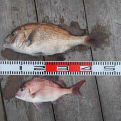 こかわ渡船　雅丸 釣果