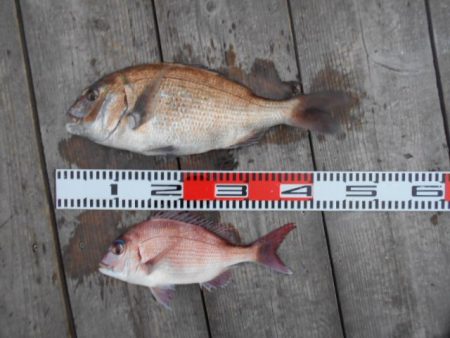 こかわ渡船　雅丸 釣果