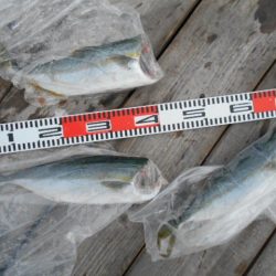 こかわ渡船　雅丸 釣果