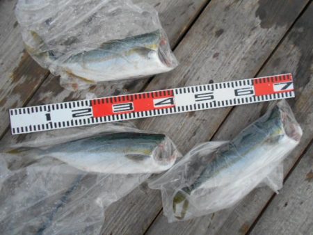 こかわ渡船　雅丸 釣果