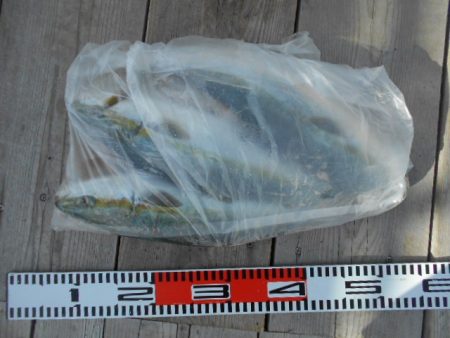 こかわ渡船　雅丸 釣果