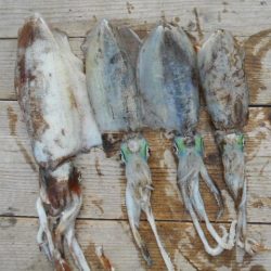 こかわ渡船　雅丸 釣果