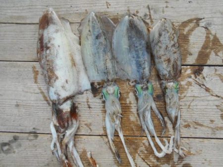 こかわ渡船　雅丸 釣果