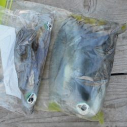 こかわ渡船　雅丸 釣果