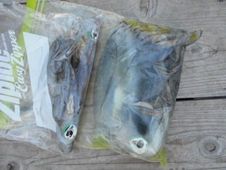 こかわ渡船　雅丸 釣果