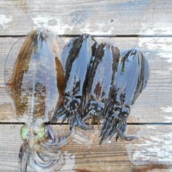 こかわ渡船　雅丸 釣果