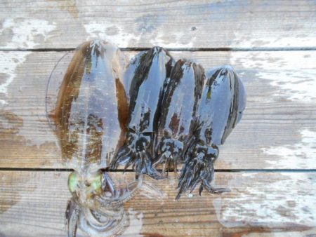 こかわ渡船　雅丸 釣果