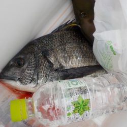 千鳥丸 釣果