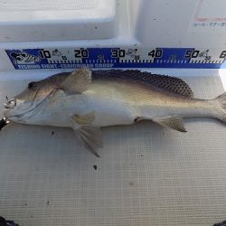 フィッシングボート空風（そらかぜ） 釣果