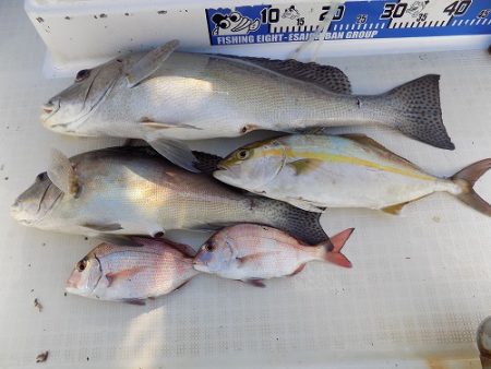 フィッシングボート空風（そらかぜ） 釣果