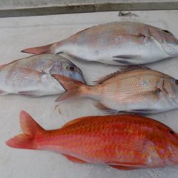 フィッシングボート空風(そらかぜ) 釣果