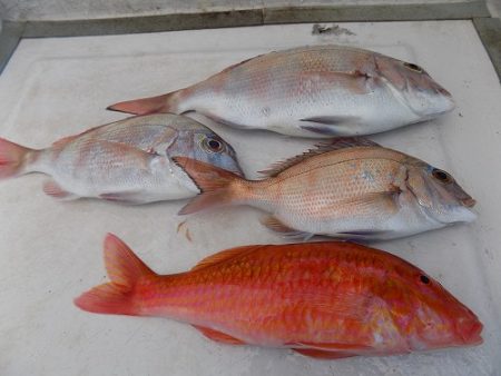 フィッシングボート空風（そらかぜ） 釣果