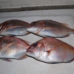 フィッシングボート空風(そらかぜ) 釣果