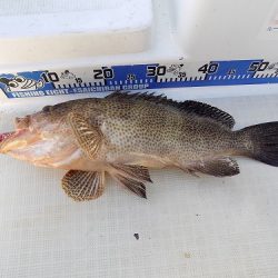 フィッシングボート空風(そらかぜ) 釣果