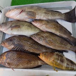 フィッシングボート空風(そらかぜ) 釣果