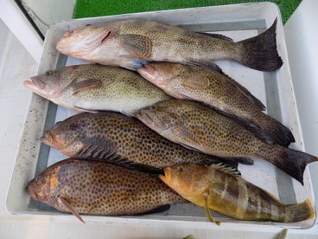 フィッシングボート空風（そらかぜ） 釣果