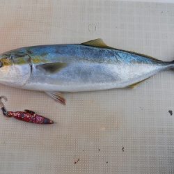 フィッシングボート空風(そらかぜ) 釣果