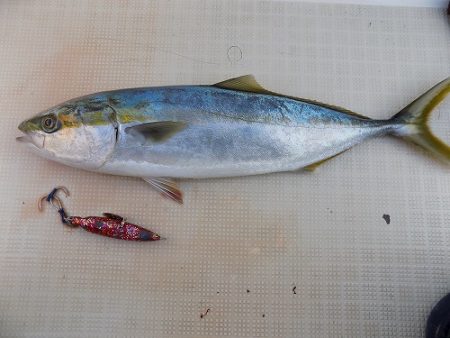 フィッシングボート空風(そらかぜ) 釣果