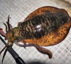 Fisherman Dreams DI 釣果