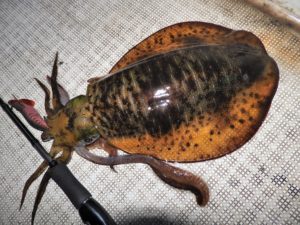 Fisherman Dreams DI 釣…