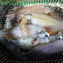 海宝丸　島根 釣果