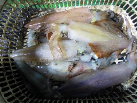 海宝丸　島根 釣果