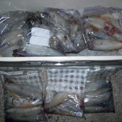 海宝丸　島根 釣果