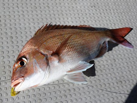 Fisherman Dreams DI 釣果