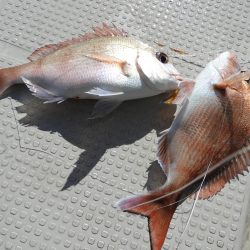 Fisherman Dreams DI 釣果