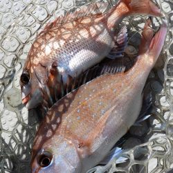 Fisherman Dreams DI 釣果