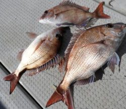 Fisherman Dreams DI 釣果