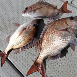 Fisherman Dreams DI 釣果