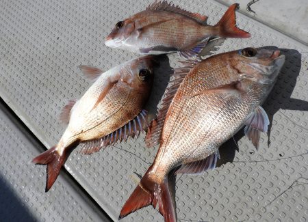 Fisherman Dreams DI 釣果