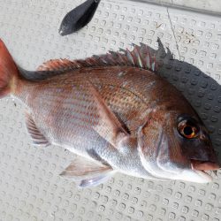 Fisherman Dreams DI 釣果